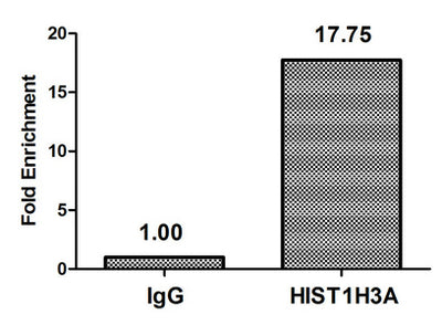 Chromatin Immunoprecipitation Hela (4*106, treated with 100nM calyculin A for 60min) were treated with Micrococcal Nuclease, sonicated, and immunoprecipitated with 5µg anti-HIST1H3A (Phospho-HIST1H3A (T3) Antibody) or a control normal rabbit IgG. The resulting ChIP DNA was quantified using real-time PCR with primers against the β-Globin promoter.Rabbit anti-Human HIST1H3A Polyclonal Antibody