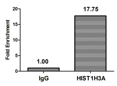 Chromatin Immunoprecipitation Hela (4*106, treated with 100nM calyculin A for 60min) were treated with Micrococcal Nuclease, sonicated, and immunoprecipitated with 5µg anti-HIST1H3A (Phospho-HIST1H3A (T3) Antibody) or a control normal rabbit IgG. The resulting ChIP DNA was quantified using real-time PCR with primers against the β-Globin promoter.Rabbit anti-Human HIST1H3A Polyclonal Antibody