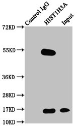 Immunoprecipitating HIST1H3A in Hela whole cell lysate  | Lane 1: Rabbit control IgG instead of Phospho-HIST1H3A (T3) Antibody in Hela whole cell lysate. For western blotting, a HRP-conjugated Protein G antibody was used as the secondary antibody (1/2000)  | Lane 2: Phospho-HIST1H3A (T3) Antibody (5µg) + Hela whole cell lysate (500µg)  | Lane 3: Hela whole cell lysate (20µg)Rabbit anti-Human HIST1H3A Polyclonal Antibody