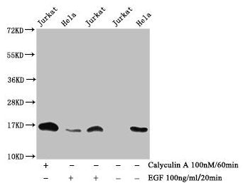 Western Blot  | Detected samples: Jurkat whole cell lysate, Hela whole cell lysate; Untreated (-) or treated (+) with Calyculin A and EGF  | All lanes: HIST1H3A antibody at 1:1000  | Secondary  | Goat polyclonal to rabbit IgG at 1/40000 dilution  | Predicted band size: 16 kDa  | Observed band size: 16 kDaRabbit anti-Human HIST1H3A Polyclonal Antibody