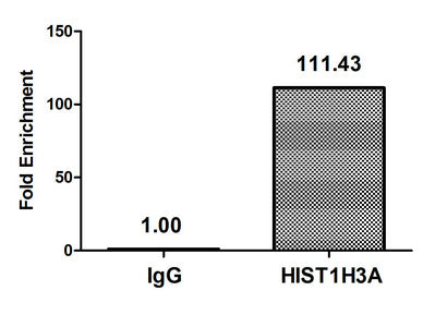 Chromatin Immunoprecipitation Hela (4*106, treated with 30mM sodium butyrate for 4h) were treated with Micrococcal Nuclease, sonicated, and immunoprecipitated with 5µg anti-HIST1H3A (Acetyl-HIST1H3A (K4) Antibody) or a control normal rabbit IgG. The resulting ChIP DNA was quantified using real-time PCR with primers against the β-Globin promoter.Rabbit anti-Human HIST1H3A Polyclonal Antibody