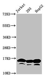 Western Blot  | Positive WB detected in: Jurkat whole cell lysate, 293 whole cell lysate, HepG2 whole cell lysate (treated by 30mM sodium butyrate for 4h)  | All lanes: HIST1H3A antibody at 0.935µg/ml  | Secondary  | Goat polyclonal to rabbit IgG at 1/50000 dilution  | Predicted band size: 16 kDa  | Observed band size: 16 kDaRabbit anti-Human HIST1H3A Polyclonal Antibody