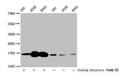 Western Blot  | Detected samples: 293 whole cell lysate, A549 whole cell lysate, K562 whole cell lysate; Untreated (-) or treated (+) with 30mM sodium butyrate for 4h  | All lanes: HIST1H3A antibody at 1:100  | Secondary  | Goat polyclonal to rabbit IgG at 1/50000 dilution  | Predicted band size: 16 kDa  | Observed band size: 16 kDaRabbit anti-Human HIST1H3A Polyclonal Antibody
