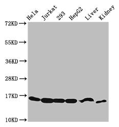 Western Blot  | Positive WB detected in: Hela whole cell lysate, Jurkat whole cell lysate, 293 whole cell lysate, HepG2 whole cell lysate, Mouse liver tissue, Mouse kidney tissue  | All lanes: HIST1H3A antibody at 2.48µg/ml  | Secondary  | Goat polyclonal to rabbit IgG at 1/50000 dilution  | Predicted band size: 16 kDa  | Observed band size: 16 kDaRabbit anti-Human HIST1H3A Polyclonal Antibody