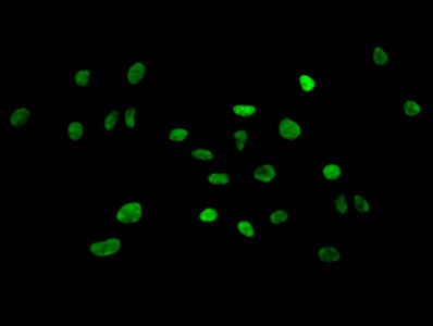Immunofluorescent analysis of Hela cells using HIST1H3A (Ab-4) Antibody at dilution of 1:100 and Alexa Fluor 488-congugated AffiniPure Goat Anti-Rabbit IgG(H+L)Rabbit anti-Human HIST1H3A Polyclonal Antibody