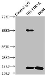 Immunoprecipitating HIST1H3A in Hela whole cell lysate  | Lane 1: Rabbit control IgG instead of HIST1H3A (Ab-6) Antibody in Hela whole cell lysate. For western blotting, a HRP-conjugated Protein G antibody was used as the secondary antibody (1/2000)  | Lane 2: HIST1H3A (Ab-6) Antibody (5µg) + Hela whole cell lysate (500µg)  | Lane 3: Hela whole cell lysate (20µg)Rabbit anti-Human HIST1H3A Polyclonal Antibody