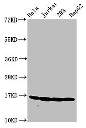 Western Blot  | Positive WB detected in: Hela whole cell lysate, Jurkat whole cell lysate, 293 whole cell lysate, HepG2 whole cell lysate  | All lanes: HIST1H3A antibody at 1.2µg/ml  | Secondary  | Goat polyclonal to rabbit IgG at 1/50000 dilution  | Predicted band size: 16 kDa  | Observed band size: 16 kDaRabbit anti-Human HIST1H3A Polyclonal Antibody