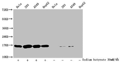 Western Blot  | Detected samples: Hela whole cell lysate, 293 whole cell lysate, A549 whole cell lysate, HepG2 whole cell lysate; Untreated (-) or treated (+) with 30mM sodium butyrate for 4h  | All lanes: HIST1H3A antibody at 1:2000  | Secondary  | Goat polyclonal to rabbit IgG at 1/40000 dilution  | Predicted band size: 16 kDa  | Observed band size: 16 kDaRabbit anti-Human HIST1H3A Polyclonal Antibody