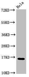 Western Blot  | Positive WB detected in: Hela cell acid extracts  | All lanes: HIST1H3A antibody at 3µg/ml  | Secondary  | Goat polyclonal to rabbit IgG at 1/50000 dilution  | Predicted band size: 16 kDa  | Observed band size: 16 kDaRabbit anti-Human HIST1H3A Polyclonal Antibody
