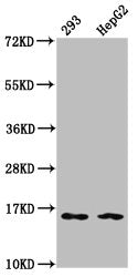 Western Blot  | Positive WB detected in: 293 whole cell lysate, HepG2 whole cell lysate  | All lanes: HIST1H3A antibody at 0.16µg/ml  | Secondary  | Goat polyclonal to rabbit IgG at 1/50000 dilution  | Predicted band size: 16 kDa  | Observed band size: 16 kDaRabbit anti-Human HIST1H3A Polyclonal Antibody