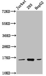 Western Blot  | Positive WB detected in: Jurkat whole cell lysate, 293 whole cell lysate, HepG2 whole cell lysate  | All lanes: HIST1H3A antibody at 0.77µg/ml  | Secondary  | Goat polyclonal to rabbit IgG at 1/50000 dilution  | Predicted band size: 16 kDa  | Observed band size: 16 kDaRabbit anti-Human HIST1H3A Polyclonal Antibody