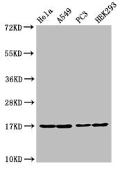 Western Blot  | Positive WB detected in: Hela cell acid extracts, A549 cell acid extracts, PC-3 cell acid extracts, HEK293 cell acid extracts  | All lanes: HIST1H3A antibody at 1µg/ml  | Secondary  | Goat polyclonal to rabbit IgG at 1/50000 dilution  | Predicted band size: 16 kDa  | Observed band size: 16 kDaRabbit anti-Human HIST1H3A Polyclonal Antibody