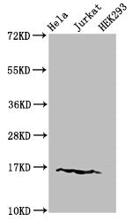 Western Blot  | Positive WB detected in: Hela cell acid extracts, Jurkat cell acid extracts, HEK293 cell acid extracts  | All lanes: HIST1H3A antibody at 1.5µg/ml  | Secondary  | Goat polyclonal to rabbit IgG at 1/50000 dilution  | Predicted band size: 16 kDa  | Observed band size: 16 kDaRabbit anti-Human HIST1H3A Polyclonal Antibody
