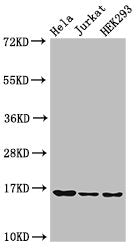 Western Blot  | Positive WB detected in: Hela cell acid extracts, Jurkat cell acid extracts, HEK293 cell acid extracts  | All lanes: HIST1H3A antibody at 0.5µg/ml  | Secondary  | Goat polyclonal to rabbit IgG at 1/50000 dilution  | Predicted band size: 16 kDa  | Observed band size: 16 kDaRabbit anti-Human HIST1H3A Polyclonal Antibody