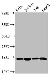 Western Blot  | Positive WB detected in: Hela whole cell lysate, Jurkat whole cell lysate, 293 whole cell lysate, HepG2 whole cell lysate  | All lanes: HIST1H3A antibody at 1.38µg/ml  | Secondary  | Goat polyclonal to rabbit IgG at 1/50000 dilution  | Predicted band size: 16 kDa  | Observed band size: 16 kDaRabbit anti-Human HIST1H3A Polyclonal Antibody