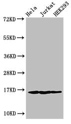 Western Blot  | Positive WB detected in: Hela cell acid extracts, Jurkat cell acid extracts, HEK293 cell acid extracts  | All lanes: HIST1H3A antibody at 1µg/ml  | Secondary  | Goat polyclonal to rabbit IgG at 1/50000 dilution  | Predicted band size: 16 kDa  | Observed band size: 16 kDaRabbit anti-Human HIST1H3A Polyclonal Antibody