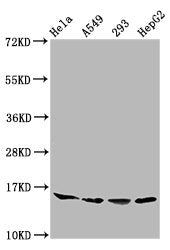 Western Blot  | Positive WB detected in: Hela whole cell lysate, A549 whole cell lysate, 293 whole cell lysate, HepG2 whole cell lysate  | All lanes: HIST1H3A antibody at 0.41µg/ml  | Secondary  | Goat polyclonal to rabbit IgG at 1/50000 dilution  | Predicted band size: 16 kDa  | Observed band size: 16 kDaRabbit anti-Human HIST1H3A Polyclonal Antibody