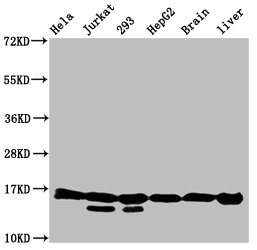 Western Blot  | Positive WB detected in: Hela whole cell lysate, Jurkat whole cell lysate, 293 whole cell lysate, HepG2 whole cell lysate, Rat brain tissue, Rat liver tissue  | All lanes: HIST1H3A antibody at 0.54µg/ml  | Secondary  | Goat polyclonal to rabbit IgG at 1/50000 dilution  | Predicted band size: 16 kDa  | Observed band size: 16 kDaRabbit anti-Human HIST1H3A Polyclonal Antibody