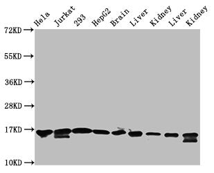 Western Blot  | Positive WB detected in: Hela whole cell lysate, Jurkat whole cell lysate, 293 whole cell lysate, HepG2 whole cell lysate, Rat brain tissue, Rat liver tissue, Rat kidney tissue, Mouse liver tissue, Mouse kidney tissue  | All lanes: HIST1H3A antibody at 1.3µg/ml  | Secondary  | Goat polyclonal to rabbit IgG at 1/50000 dilution  | Predicted band size: 16 kDa  | Observed band size: 16 kDaRabbit anti-Human HIST1H3A Polyclonal Antibody