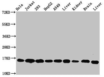 Western Blot  | Positive WB detected in: Hela whole cell lysate, Jurkat whole cell lysate, 293 whole cell lysate, HepG2 whole cell lysate, A549 whole cell lysate, Rat liver tissue, Rat kidney tissue, Mouse brain tissue, Mouse liver tissue  | All lanes: HIST1H3A antibody at 0.53µg/ml  | Secondary  | Goat polyclonal to rabbit IgG at 1/50000 dilution  | Predicted band size: 16 kDa  | Observed band size: 16 kDaRabbit anti-Human HIST1H3A Polyclonal Antibody