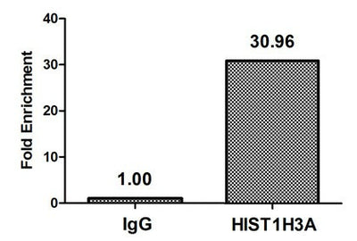 Chromatin Immunoprecipitation Hela (4*106) were treated with Micrococcal Nuclease, sonicated, and immunoprecipitated with 8µg anti-HIST1H3A (HIST1H3A (Ab-14) Antibody) or a control normal rabbit IgG. The resulting ChIP DNA was quantified using real-time PCR with primers against the β-Globin promoter.Rabbit anti-Human HIST1H3A Polyclonal Antibody