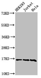 Western Blot  | Positive WB detected in: HEK293 cell acid extracts, Jurkat cell acid extracts, Hela cell acid extracts  | All lanes: HIST1H3A antibody at 2µg/ml  | Secondary  | Goat polyclonal to rabbit IgG at 1/50000 dilution  | Predicted band size: 16 kDa  | Observed band size: 16 kDaRabbit anti-Human HIST1H3A Polyclonal Antibody
