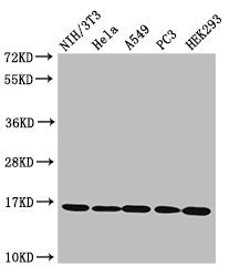 Western Blot  | Positive WB detected in: NIH/3T3 cell acid extracts, Hela cell acid extracts, A549 cell acid extracts, PC-3 cell acid extracts, HEK293 cell acid extracts  | All lanes: HIST1H3A antibody at 1.6µg/ml  | Secondary  | Goat polyclonal to rabbit IgG at 1/50000 dilution  | Predicted band size: 16 kDa  | Observed band size: 16 kDaRabbit anti-Human HIST1H3A Polyclonal Antibody