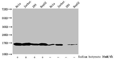Western Blot  | Detected samples: Hela whole cell lysate, Jurkat whole cell lysate, 293 whole cell lysate, HepG2 whole cell lysate; Untreated (-) or treated (+) with 30mM sodium butyrate for 4h  | All lanes: HIST1H3A antibody at 1:2000  | Secondary  | Goat polyclonal to rabbit IgG at 1/40000 dilution  | Predicted band size: 16 kDa  | Observed band size: 16 kDaRabbit anti-Human HIST1H3A Polyclonal Antibody