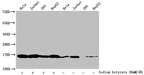 Western Blot  | Detected samples: Hela whole cell lysate, Jurkat whole cell lysate, 293 whole cell lysate, HepG2 whole cell lysate; Untreated (-) or treated (+) with 30mM sodium butyrate for 4h  | All lanes: HIST1H3A antibody at 1:2000  | Secondary  | Goat polyclonal to rabbit IgG at 1/40000 dilution  | Predicted band size: 16 kDa  | Observed band size: 16 kDaRabbit anti-Human HIST1H3A Polyclonal Antibody