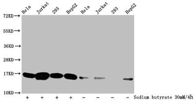 Western Blot  | Detected samples: Hela whole cell lysate, Jurkat whole cell lysate, 293 whole cell lysate, HepG2 whole cell lysate; Untreated (-) or treated (+) with 30mM sodium butyrate for 4h  | All lanes: HIST1H3A antibody at 1:500  | Secondary  | Goat polyclonal to rabbit IgG at 1/40000 dilution  | Predicted band size: 16 kDa  | Observed band size: 16 kDaRabbit anti-Human HIST1H3A Polyclonal Antibody