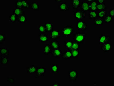 Immunofluorescence staining of Hela cells with HIST1H3A (Ab-18) Antibody at 1:2.5, counter-stained with DAPI. The cells were fixed in 4% formaldehyde, permeabilized using 0.2% Triton X-100 and blocked in 10% normal Goat Serum. The cells were then incubated with the antibody overnight at 4°C. The secondary antibody was Alexa Fluor 488-congugated AffiniPure Goat Anti-Rabbit IgG(H+L).Rabbit anti-Human HIST1H3A Polyclonal Antibody