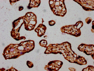 IHC image of HIST1H3A (Ab-18) Antibody diluted at 1:20 and staining in paraffin-embedded human placenta tissue performed on a Leica BondTM system. After dewaxing and hydration, antigen retrieval was mediated by high pressure in a citrate buffer (pH 6.0). Section was blocked with 10% normal goat serum 30min at RT. Then primary antibody (1% BSA) was incubated at 4°C overnight. The primary is detected by a biotinylated secondary antibody and visualized using an HRP conjugated SP system.Rabbit anti-Human HIST1H3A Polyclonal Antibody