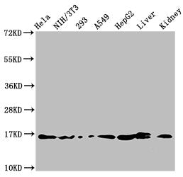 Western Blot  | Positive WB detected in: Hela whole cell lysate, NIH/3T3 whole cell lysate, 293 whole cell lysate, A549 whole cell lysate, HepG2 whole cell lysate, Rat liver tissue, Rat kidney tissue  | All lanes: HIST1H3A antibody at 1.5µg/ml  | Secondary  | Goat polyclonal to rabbit IgG at 1/50000 dilution  | Predicted band size: 16 kDa  | Observed band size: 16 kDaRabbit anti-Human HIST1H3A Polyclonal Antibody