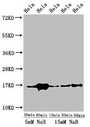 Western Blot  | Positive WB detected in: Hela cell acid extracts treated by NaB  | All lanes: HIST1H3A antibody at 1µg/ml  | Secondary  | Goat polyclonal to rabbit IgG at 1/50000 dilution  | Predicted band size: 16 kDa  | Observed band size: 16 kDaRabbit anti-Human HIST1H3A Polyclonal Antibody