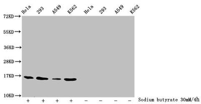 Western Blot  | Detected samples: Hela whole cell lysate, 293 whole cell lysate, A549 whole cell lysate, K562 whole cell lysate; Untreated (-) or treated (+) with 30mM sodium butyrate for 4h  | All lanes: HIST1H3A antibody at 1:2000  | Secondary  | Goat polyclonal to rabbit IgG at 1/40000 dilution  | Predicted band size: 16 kDa  | Observed band size: 16 kDaRabbit anti-Human HIST1H3A Polyclonal Antibody