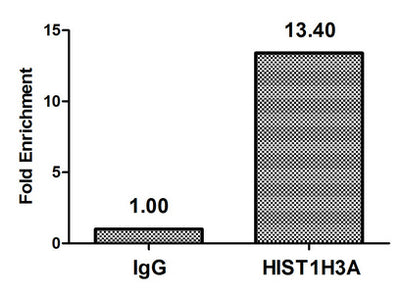 Chromatin Immunoprecipitation Hela (4*106, treated with 30mM sodium butyrate for 4h) were treated with Micrococcal Nuclease, sonicated, and immunoprecipitated with 5µg anti-HIST1H3A (2-hydroxyisobutyryl-HIST1H3A (K23) Antibody) or a control normal rabbit IgG. The resulting ChIP DNA was quantified using real-time PCR with primers against the β-Globin promoter.Rabbit anti-Human HIST1H3A Polyclonal Antibody