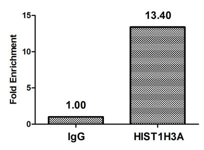 Chromatin Immunoprecipitation Hela (4*106, treated with 30mM sodium butyrate for 4h) were treated with Micrococcal Nuclease, sonicated, and immunoprecipitated with 5µg anti-HIST1H3A (2-hydroxyisobutyryl-HIST1H3A (K23) Antibody) or a control normal rabbit IgG. The resulting ChIP DNA was quantified using real-time PCR with primers against the β-Globin promoter.Rabbit anti-Human HIST1H3A Polyclonal Antibody