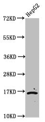 Western Blot  | Positive WB detected in: HepG2 whole cell lysate (treated by 30mM sodium butyrate for 4h)  | All lanes: HIST1H3A antibody at 2.2µg/ml  | Secondary  | Goat polyclonal to rabbit IgG at 1/50000 dilution  | Predicted band size: 16 kDa  | Observed band size: 16 kDaRabbit anti-Human HIST1H3A Polyclonal Antibody