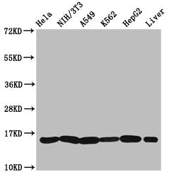 Western Blot  | Positive WB detected in: Hela whole cell lysate, NIH/3T3 whole cell lysate, A549 whole cell lysate, K562 whole cell lysate, HepG2 whole cell lysate, Rat liver tissue  | All lanes: HIST1H3A antibody at 1.36µg/ml  | Secondary  | Goat polyclonal to rabbit IgG at 1/50000 dilution  | Predicted band size: 16 kDa  | Observed band size: 16 kDaRabbit anti-Human HIST1H3A Polyclonal Antibody