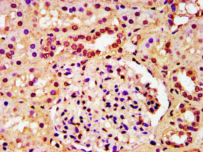 IHC image of HIST1H3A (Ab-23) Antibody diluted at 1:40 and staining in paraffin-embedded human kidney tissue performed on a Leica BondTM system. After dewaxing and hydration, antigen retrieval was mediated by high pressure in a citrate buffer (pH 6.0). Section was blocked with 10% normal goat serum 30min at RT. Then primary antibody (1% BSA) was incubated at 4°C overnight. The primary is detected by a biotinylated secondary antibody and visualized using an HRP conjugated SP system.Rabbit anti-Human HIST1H3A Polyclonal Antibody