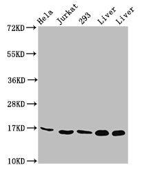 Western Blot  | Positive WB detected in: Hela whole cell lysate, Jurkat whole cell lysate, 293 whole cell lysate, Rat liver tissue, Mouse liver tissue  | All lanes: HIST1H3A antibody at 1.74µg/ml  | Secondary  | Goat polyclonal to rabbit IgG at 1/50000 dilution  | Predicted band size: 16 kDa  | Observed band size: 16 kDaRabbit anti-Human HIST1H3A Polyclonal Antibody