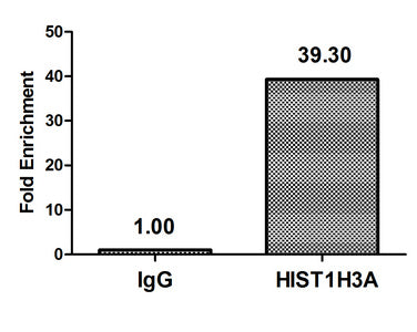 Chromatin Immunoprecipitation Hela (4*106) were treated with Micrococcal Nuclease, sonicated, and immunoprecipitated with 5µg anti-HIST1H3A (HIST1H3A (Ab-23) Antibody) or a control normal rabbit IgG. The resulting ChIP DNA was quantified using real-time PCR with primers against the β-Globin promoter.Rabbit anti-Human HIST1H3A Polyclonal Antibody