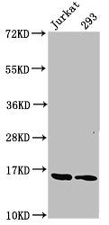 Western Blot  | Positive WB detected in: Jurkat whole cell lysate, 293 whole cell lysate  | All lanes: HIST1H3A antibody at 1.25µg/ml  | Secondary  | Goat polyclonal to rabbit IgG at 1/50000 dilution  | Predicted band size: 16 kDa  | Observed band size: 16 kDaRabbit anti-Human HIST1H3A Polyclonal Antibody
