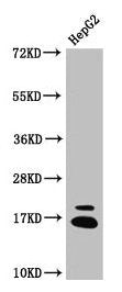 Western Blot  | Positive WB detected in: HepG2 whole cell lysate  | All lanes: HIST1H3A antibody at 1.93µg/ml  | Secondary  | Goat polyclonal to rabbit IgG at 1/50000 dilution  | Predicted band size: 16 kDa  | Observed band size: 16 kDaRabbit anti-Human HIST1H3A Polyclonal Antibody
