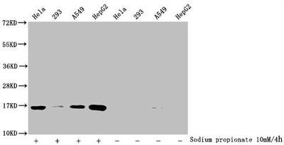 Western Blot  | Detected samples: Hela whole cell lysate, 293 whole cell lysate, A549 whole cell lysate, HepG2 whole cell lysate; Untreated (-) or treated (+) with 10mM sodium propionate for 4h  | All lanes: HIST1H3A antibody at 1:2000  | Secondary  | Goat polyclonal to rabbit IgG at 1/40000 dilution  | Predicted band size: 16 kDa  | Observed band size: 16 kDaRabbit anti-Human HIST1H3A Polyclonal Antibody