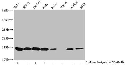 Western Blot  | Detected samples: Hela whole cell lysate, MCF-7 whole cell lysate, Jurkat whole cell lysate, A549 whole cell lysate; Untreated (-) or treated (+) with 30mM sodium butyrate for 4h  | All lanes: HIST1H3A antibody at 1:100  | Secondary  | Goat polyclonal to rabbit IgG at 1/40000 dilution  | Predicted band size: 16 kDa  | Observed band size: 16 kDaRabbit anti-Human HIST1H3A Polyclonal Antibody