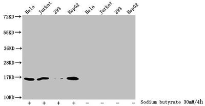 Western Blot  | Detected samples: Hela whole cell lysate, Jurkat whole cell lysate, 293 whole cell lysate, HepG2 whole cell lysate; Untreated (-) or treated (+) with 30mM sodium butyrate for 4h  | All lanes: HIST1H3A antibody at 1:2000  | Secondary  | Goat polyclonal to rabbit IgG at 1/40000 dilution  | Predicted band size: 16 kDa  | Observed band size: 16 kDaRabbit anti-Human HIST1H3A Polyclonal Antibody