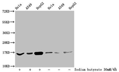 Western Blot  | Detected samples: Hela whole cell lysate, A549 whole cell lysate, HepG2 whole cell lysate; Untreated (-) or treated (+) with 30mM sodium butyrate for 4h  | All lanes: HIST1H3A antibody at 1:100  | Secondary  | Goat polyclonal to rabbit IgG at 1/50000 dilution  | Predicted band size: 16 kDa  | Observed band size: 16 kDaRabbit anti-Human HIST1H3A Polyclonal Antibody