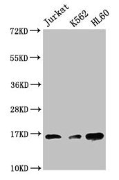 Western Blot  | Positive WB detected in: Jurkat whole cell lysate, K562 whole cell lysate, HL60 whole cell lysate  | All lanes: HIST1H3A antibody at 1:500  | Secondary  | Goat polyclonal to rabbit IgG at 1/40000 dilution  | Predicted band size: 16 kDa  | Observed band size: 16 kDaRabbit anti-Human HIST1H3A Polyclonal Antibody