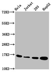 Western Blot  | Positive WB detected in: Hela whole cell lysate, Jurkat whole cell lysate, 293 whole cell lysate, HepG2 whole cell lysate  | All lanes: HIST1H3A antibody at 1.2µg/ml  | Secondary  | Goat polyclonal to rabbit IgG at 1/50000 dilution  | Predicted band size: 16 kDa  | Observed band size: 16 kDaRabbit anti-Human HIST1H3A Polyclonal Antibody